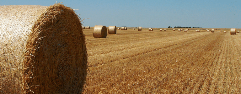 Simplification de la vente directe des céréales grâce aux échanges entre éleveurs et céréaliers