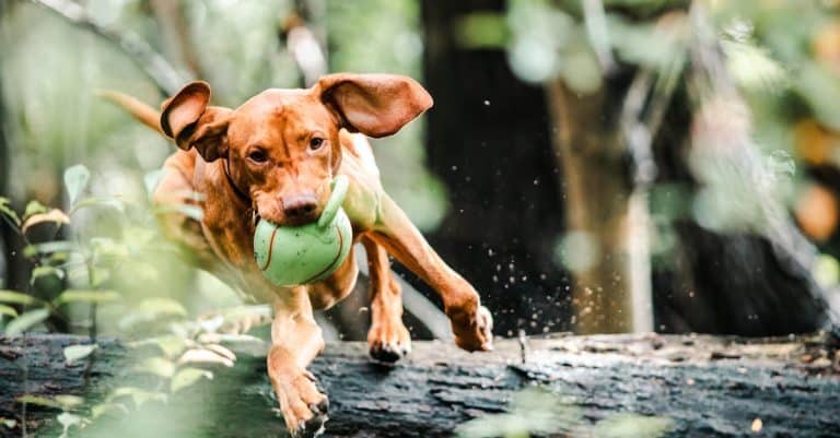 Quelles sont les clés du leadership agile ?