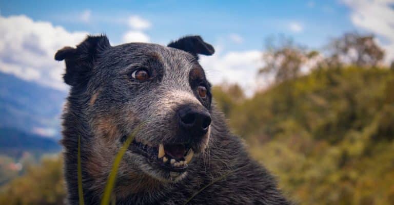 Qu&rsquo;est-ce que l&rsquo;agilité managériale ?